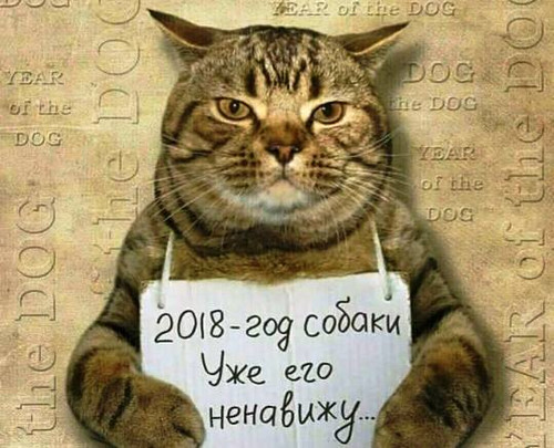 Смешной кот 2018 года
