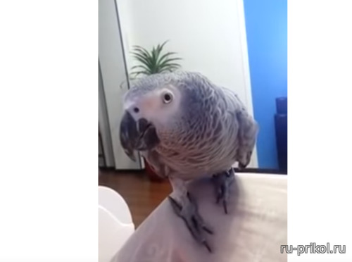 Прикольный попугай